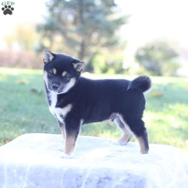 Duke, Shiba Inu Puppy